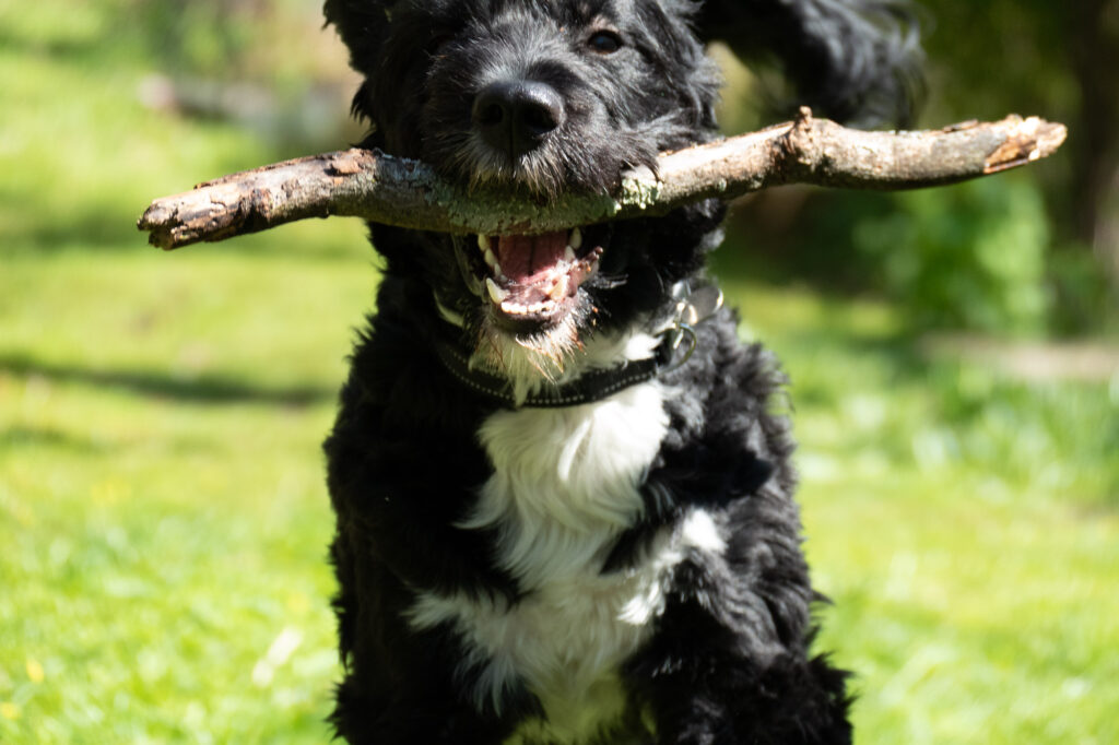 Beckett the Portuguese Water Dog running fetching a stick.