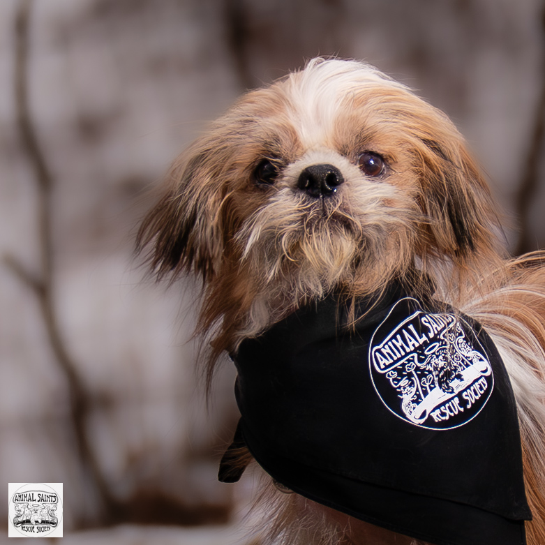 Toby was rescued by Animal Saints Rescue Society, New York
