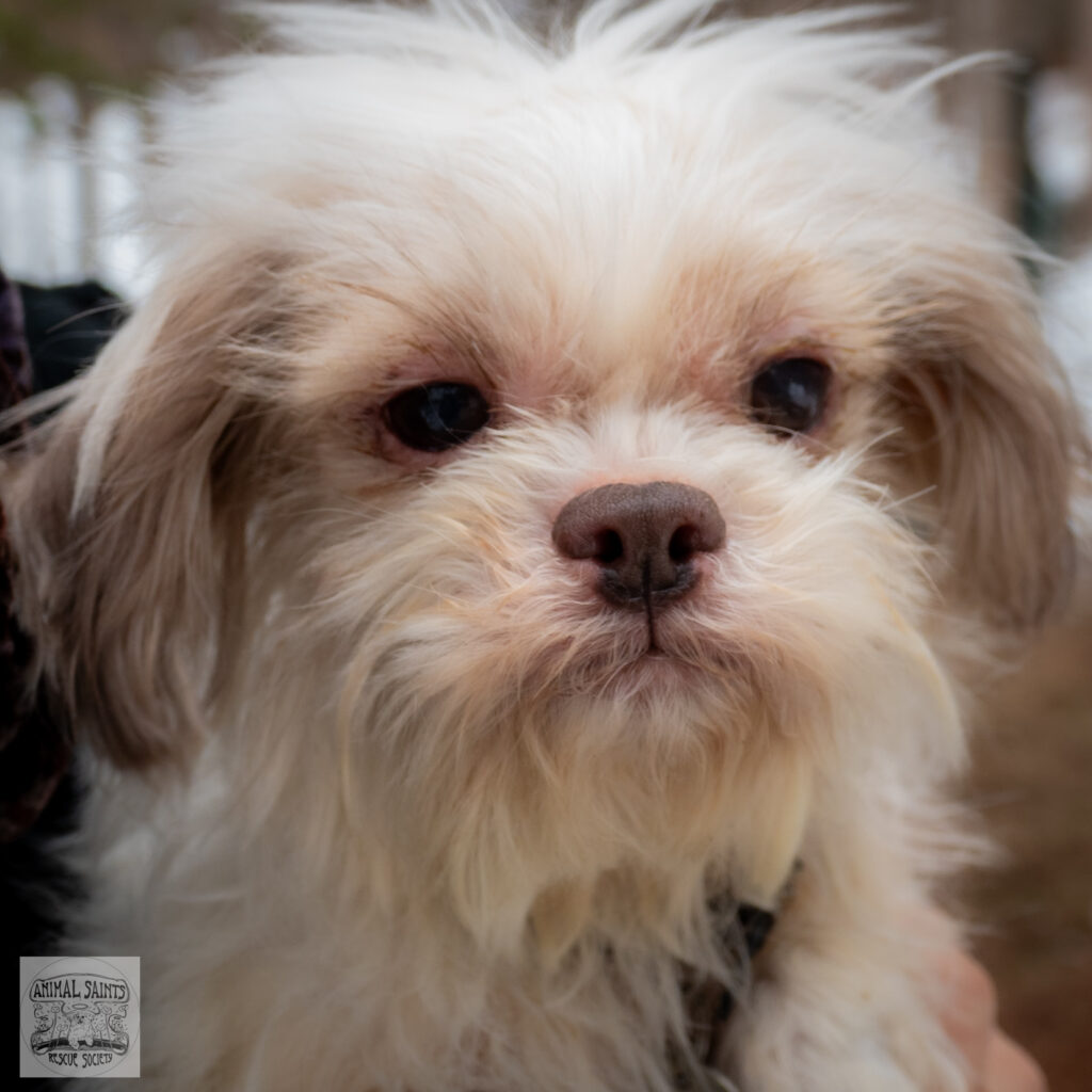 Casey was rescued by Animal Saints Rescue Society, New York
