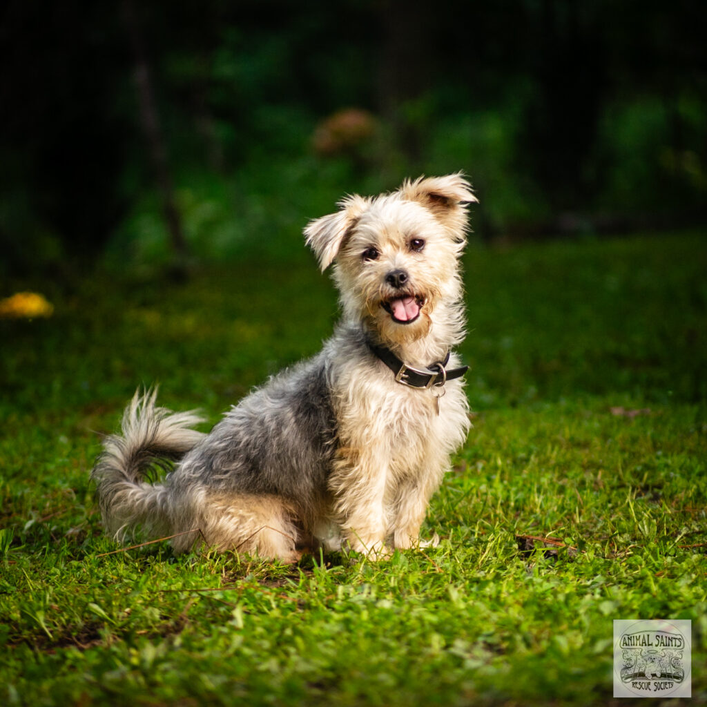 Ace was rescued by Animal Saints Rescue Society.