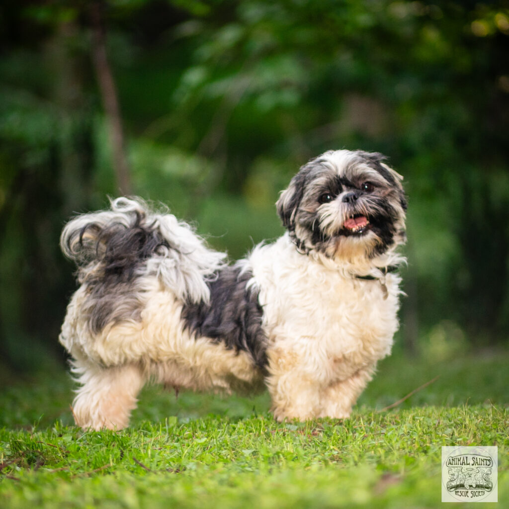 Alister was rescued by Animal Saints Rescue Society