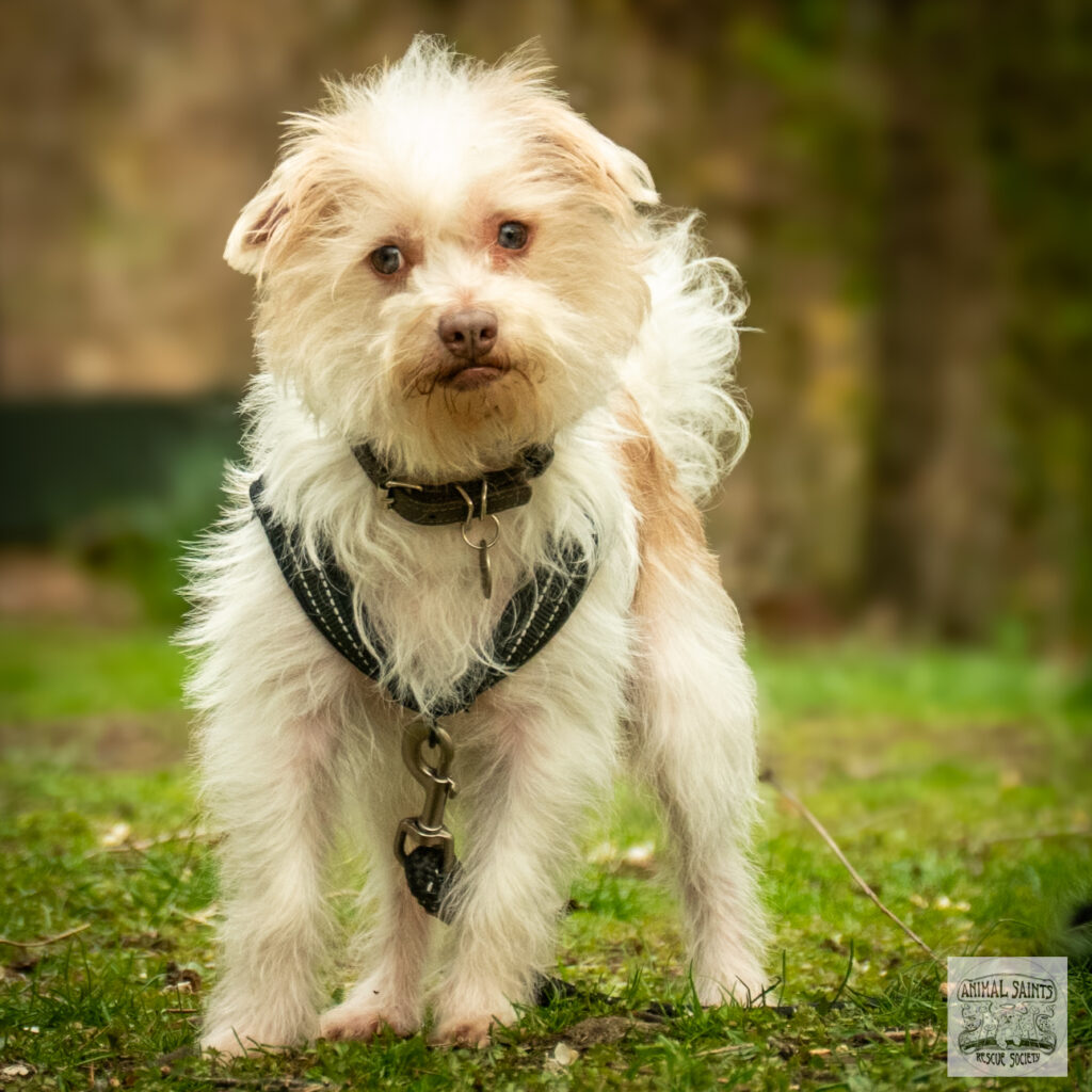 Bellamy is ready for adoption from Animal Saints Rescue Society.