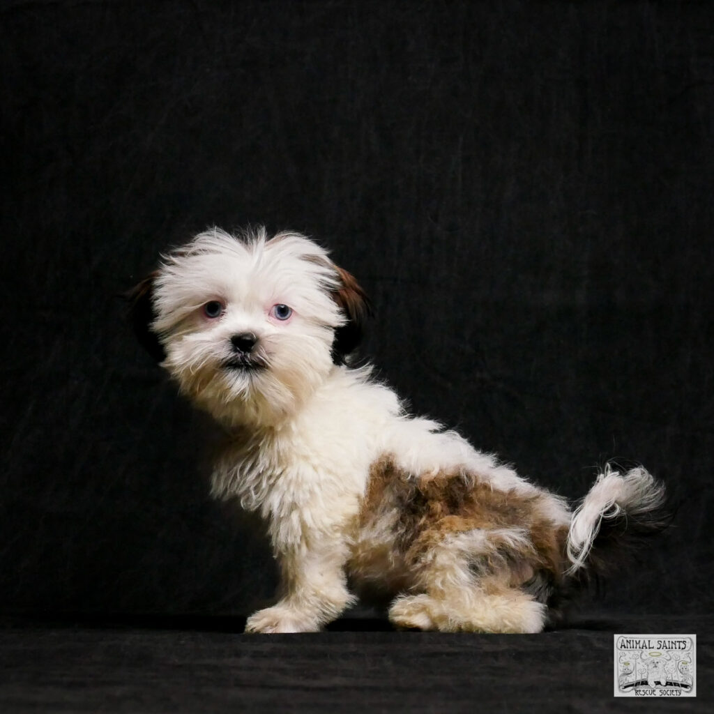 Bix is a white and tan Shih Tzu rescued by Animal Saints Rescue Society