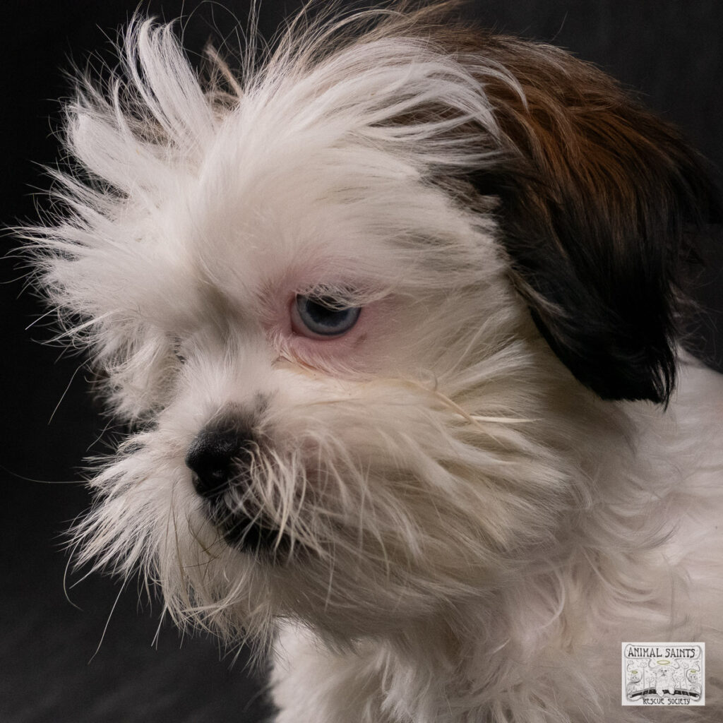 Bix is a white and tan Shih Tzu rescued by Animal Saints Rescue Society