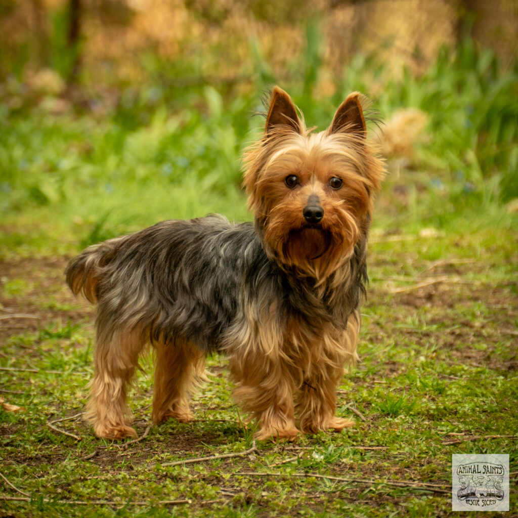 Charles is a terrier for adoption from Animal Saints Rescue Society.