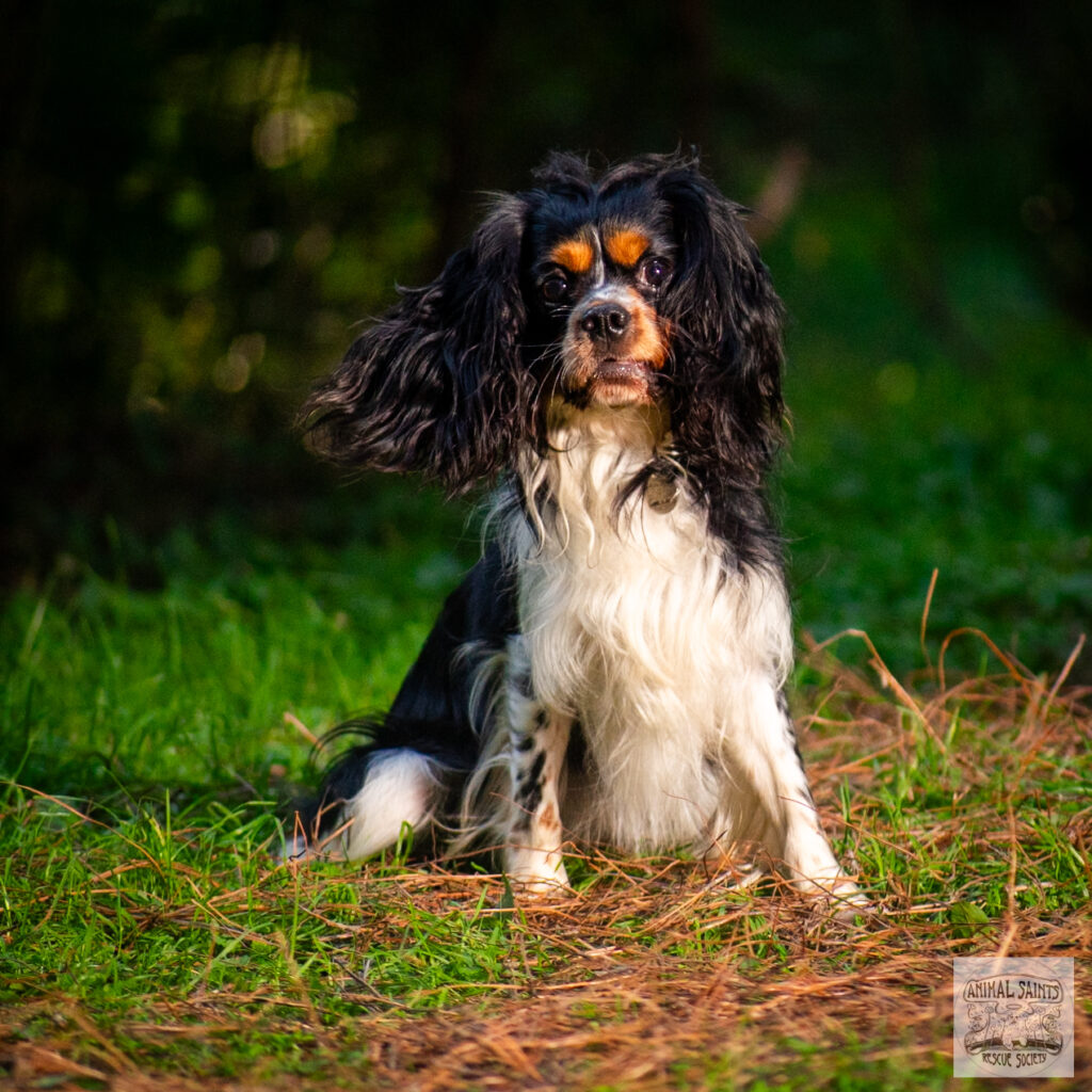 Charlie was rescued by Animal Saints Rescue Society