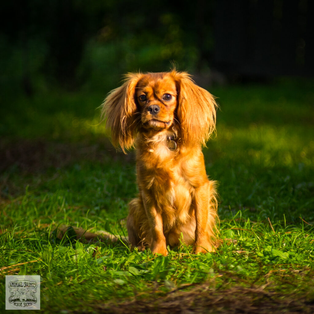 Copper was rescued by Animal Saints Rescue Society