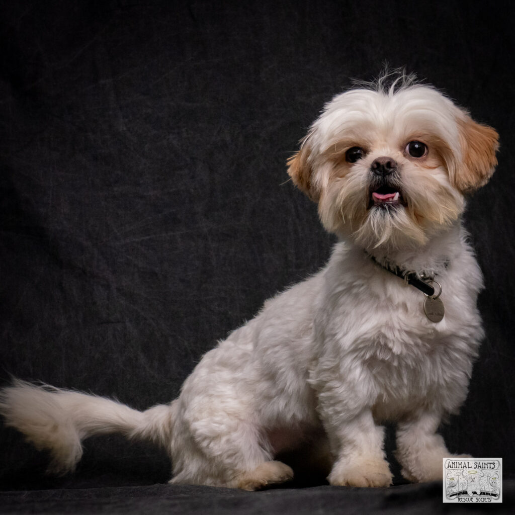 Fiona is a Shih Tzu puppy rescued by Animal Saints Rescue Society.