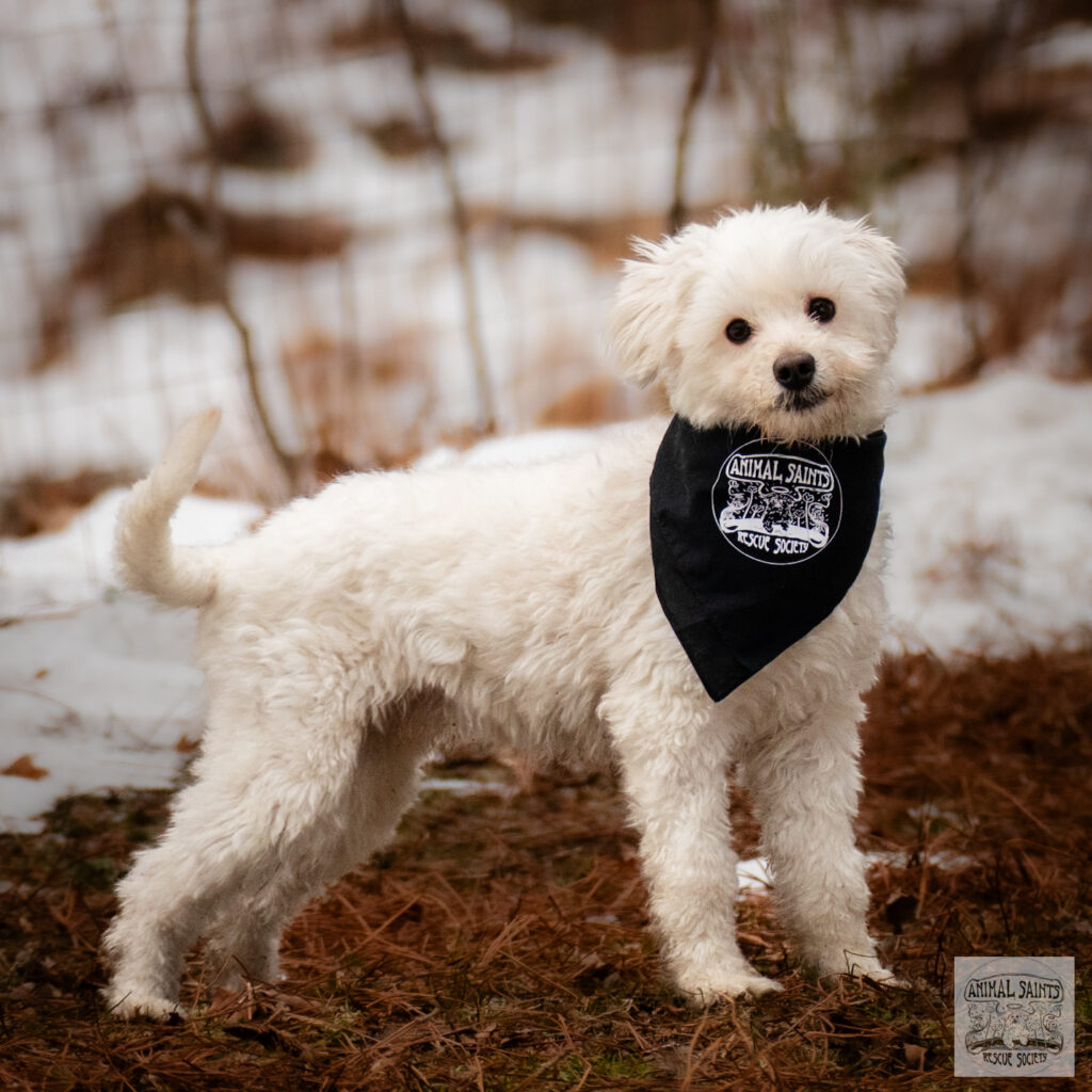 Frankie was rescued by Animal Saints Rescue Society, New York
