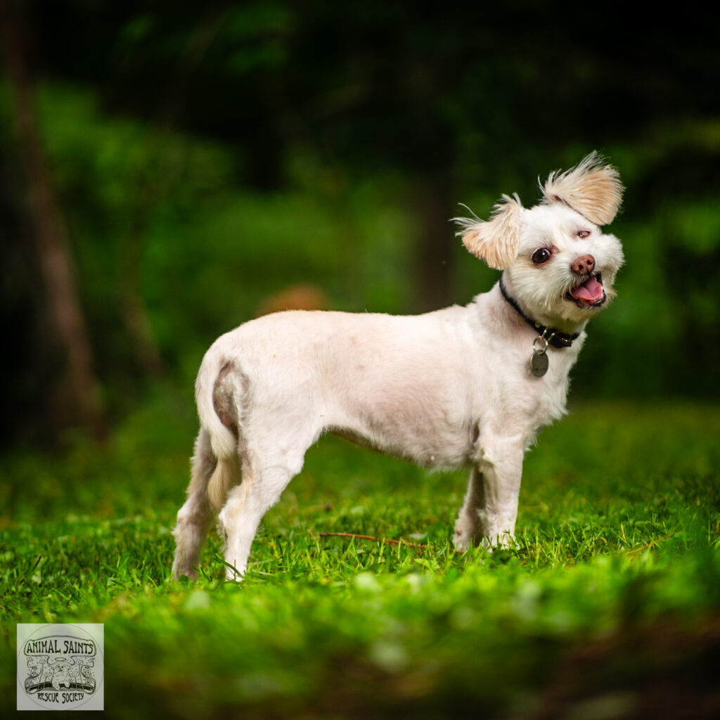 Harper was rescued by Animal Saints Rescue Society