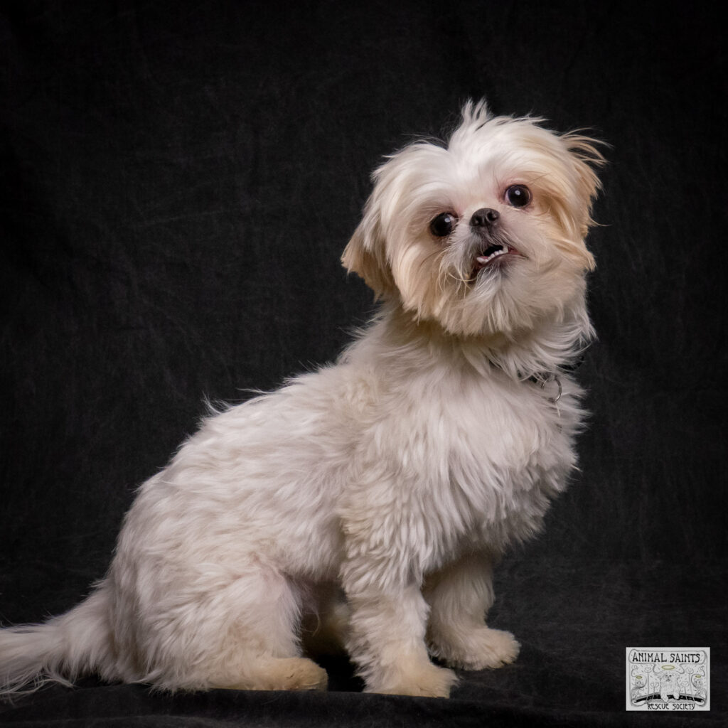 Ivy is a Shih Tzu puppy rescued by Animal Saints Rescue Society.