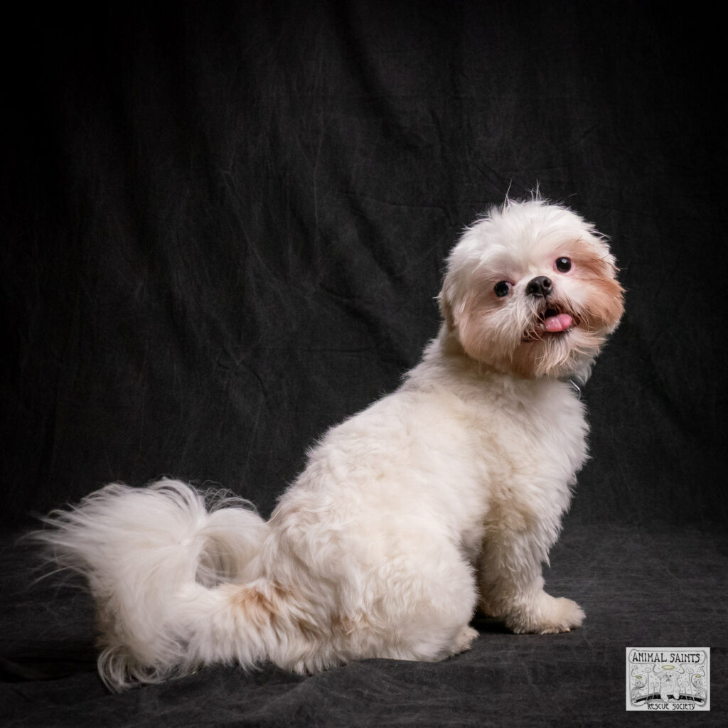 Jasper is a Shih Tzu puppy rescued by Animal Saints Rescue Society.