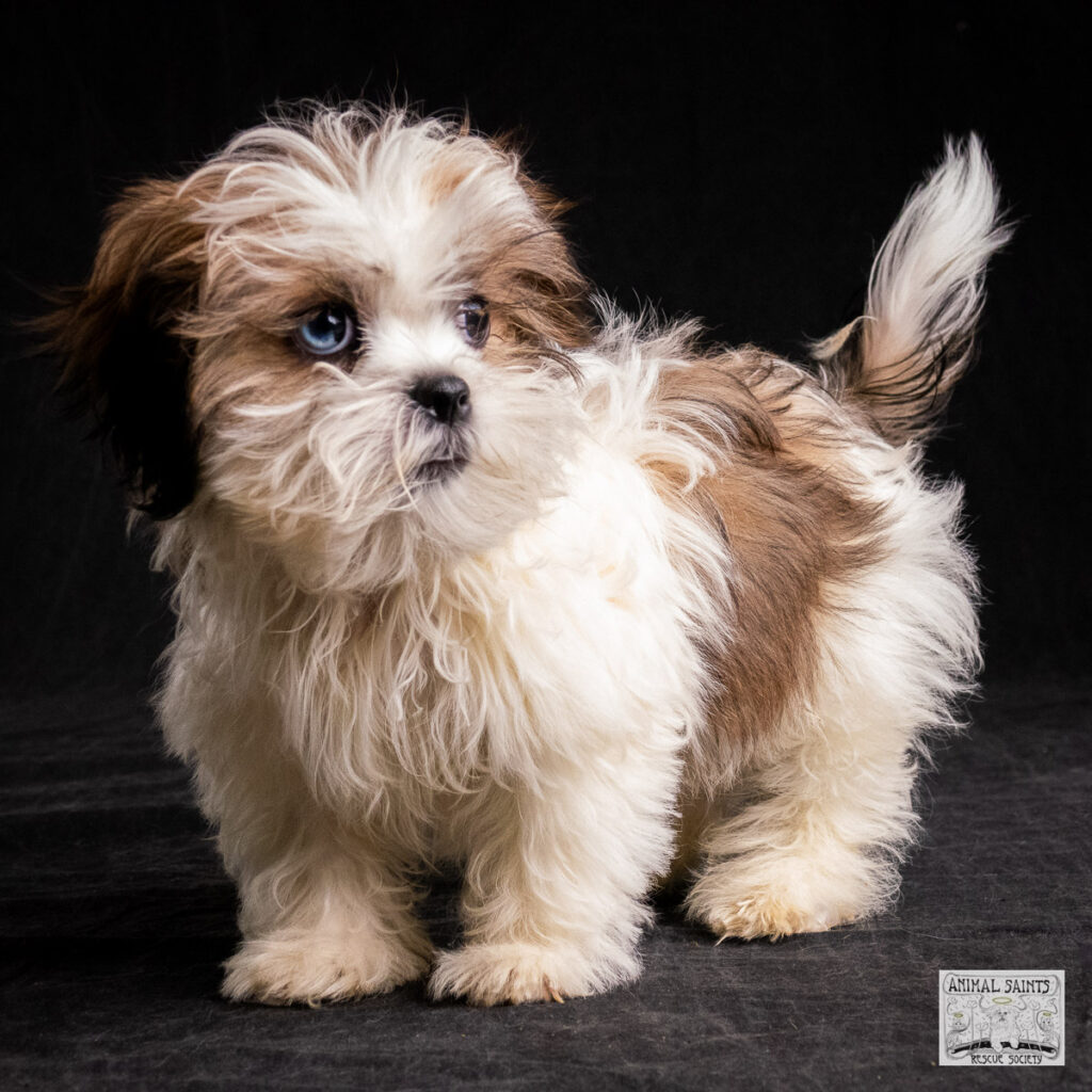 Leo was rescued by Animal Saints Rescue Society