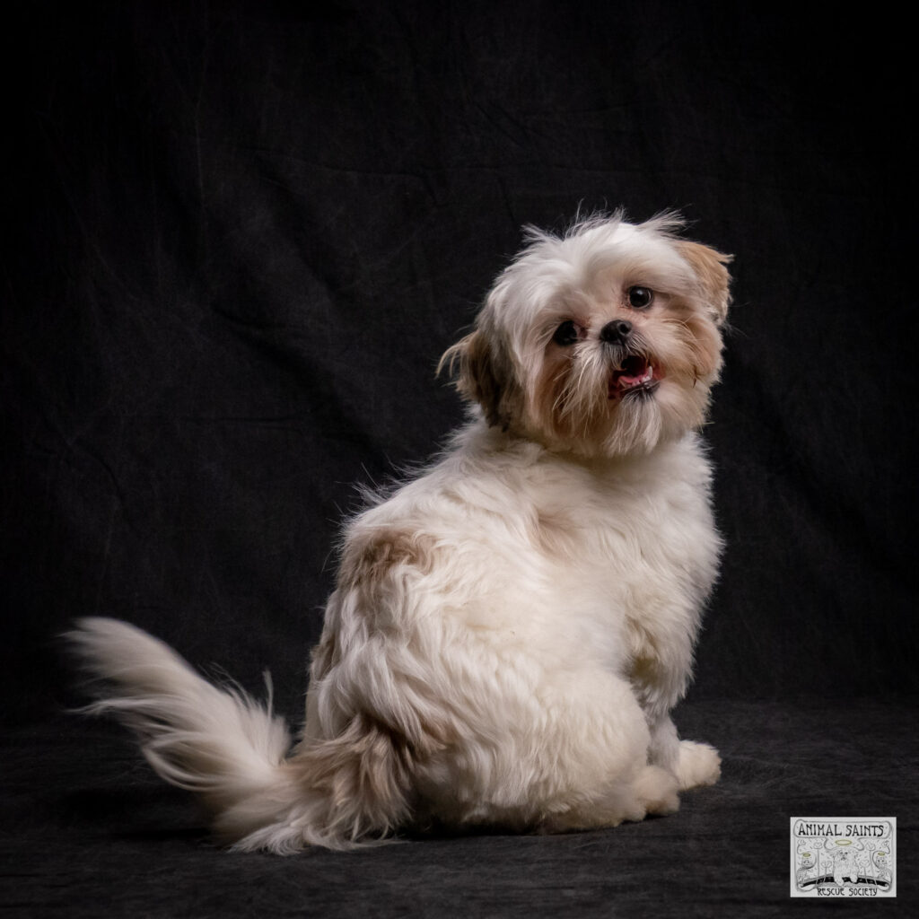 Lolita is a Shih Tzu puppy who was rescued by Animal Saints Rescue Society.