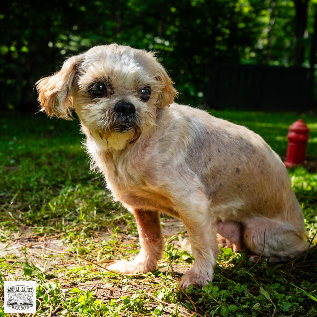 Maisie was rescued by Animal Saints Rescue Society