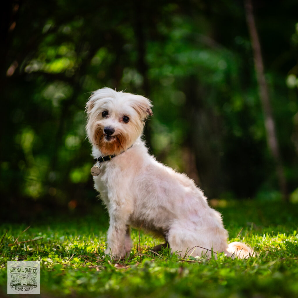 Oakey was rescued by Animal Saints Rescue Society