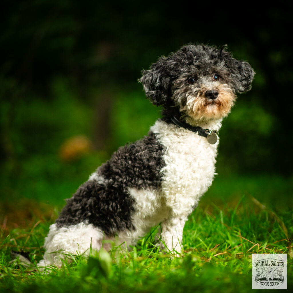 Robbie was saved by Animal Saints Rescue Society.