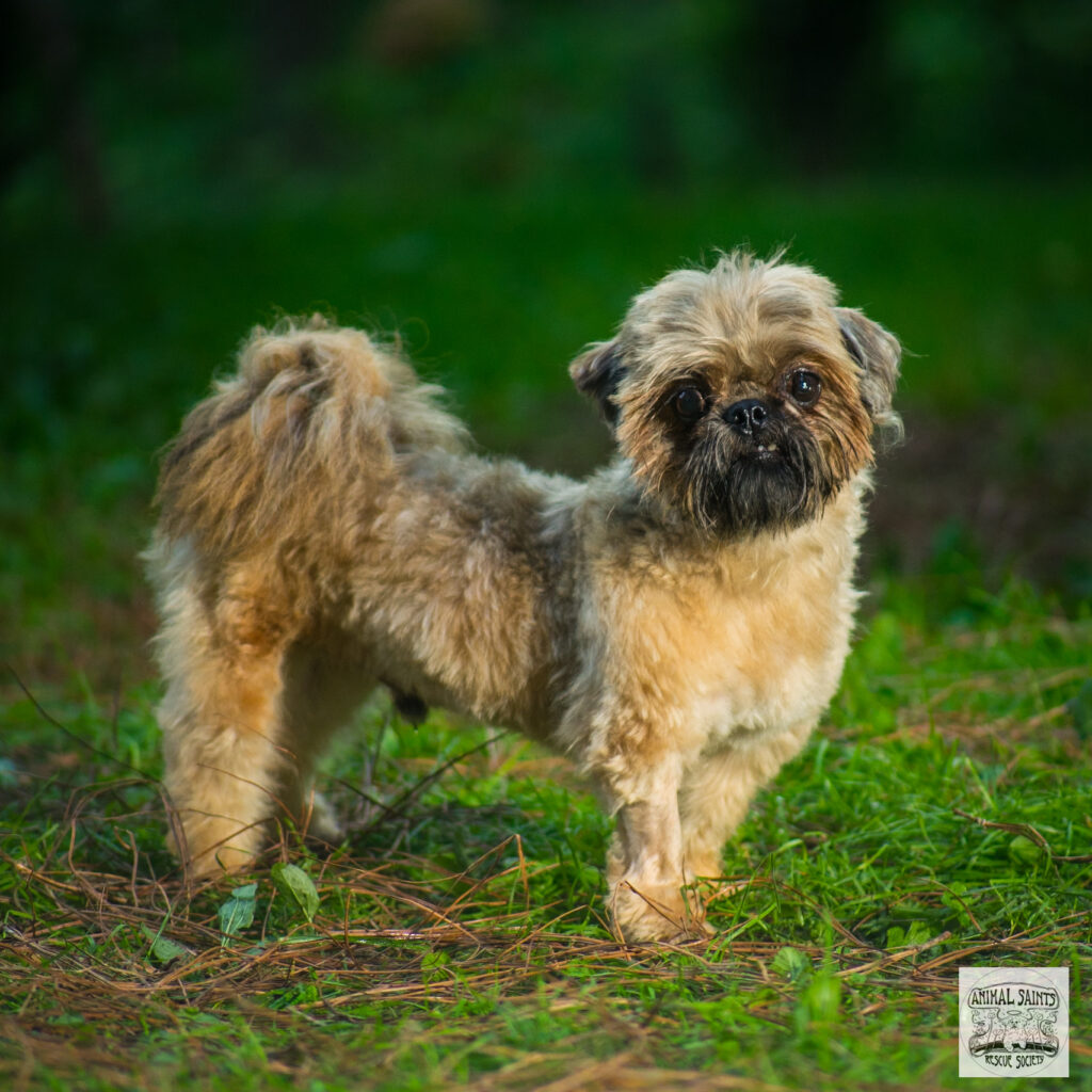 Theo was rescued by Animal Saints Rescue Society