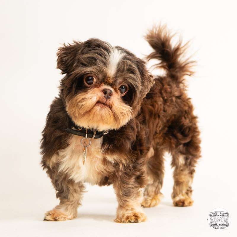 Walter was rescued by Animal Saints Rescue Society